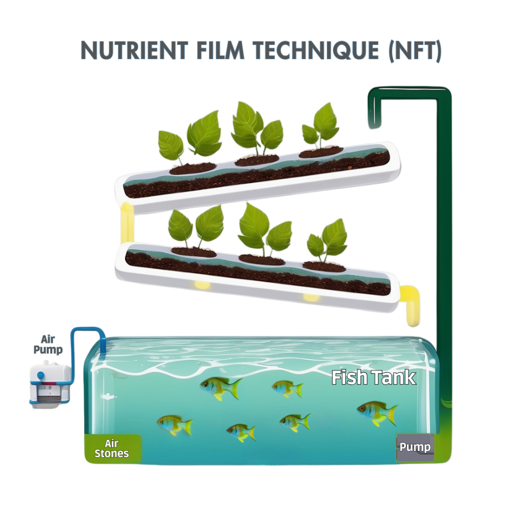 Aquaponics Nutrient Film Technique (NFT)