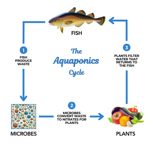 DIY Aquaponics